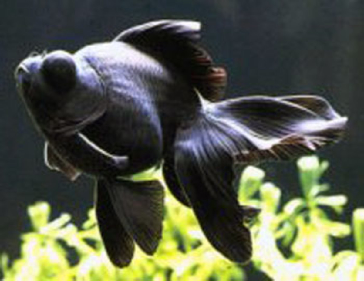 Goldfish Varieties A Brief Look at Some of the Many Types PetHelpful