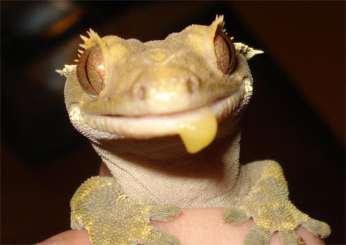 Native Habitat of the Leopard Gecko & Setting up a Natural Enclosure