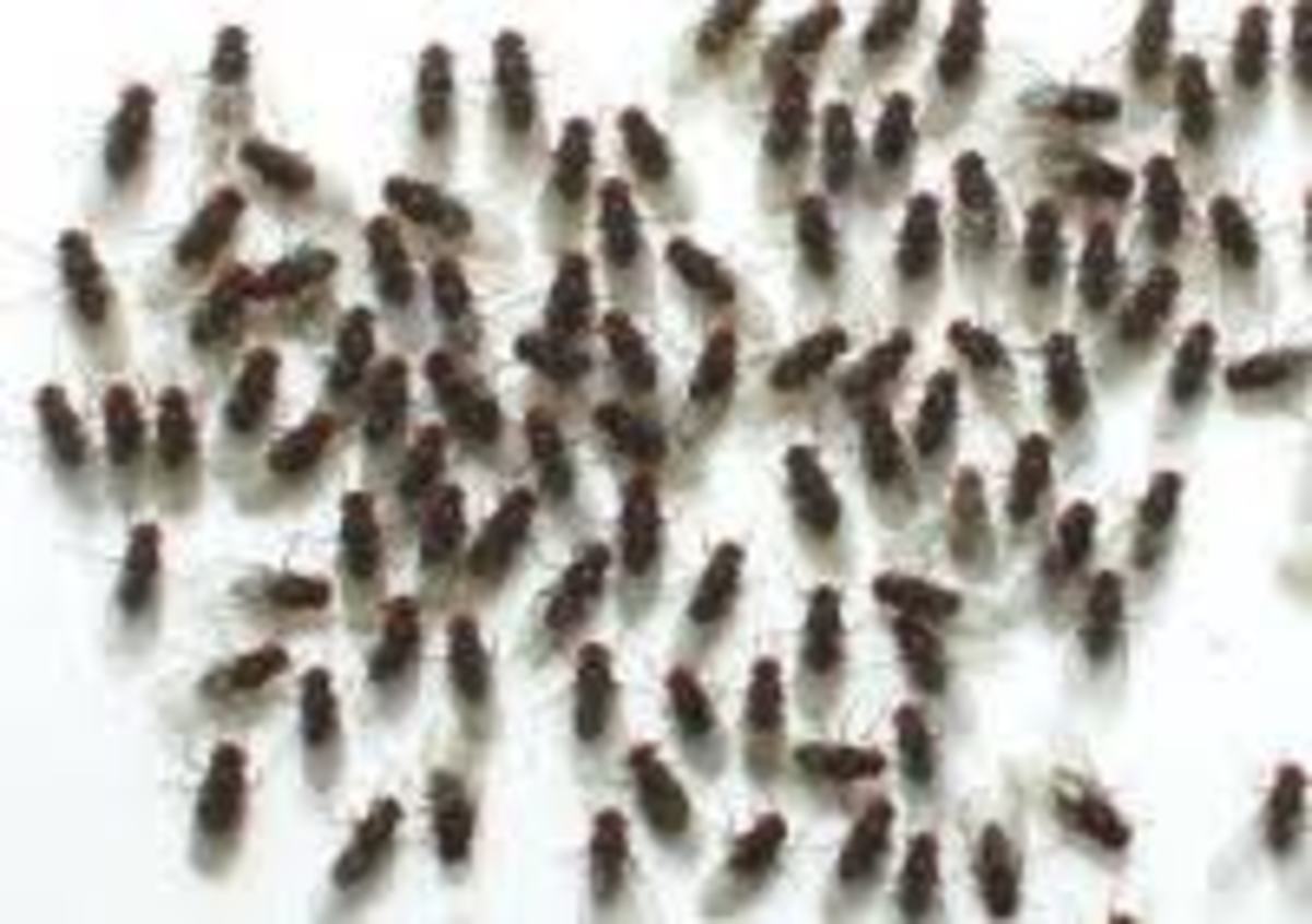 Fruit Flies How To Grow Flightless Drosophila Melanogaster or Hydei