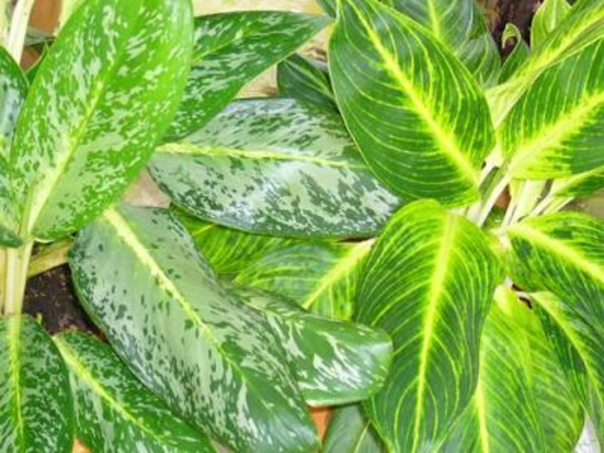 Dumb Cane (Dumbcane) A Poisonous Plant HubPages