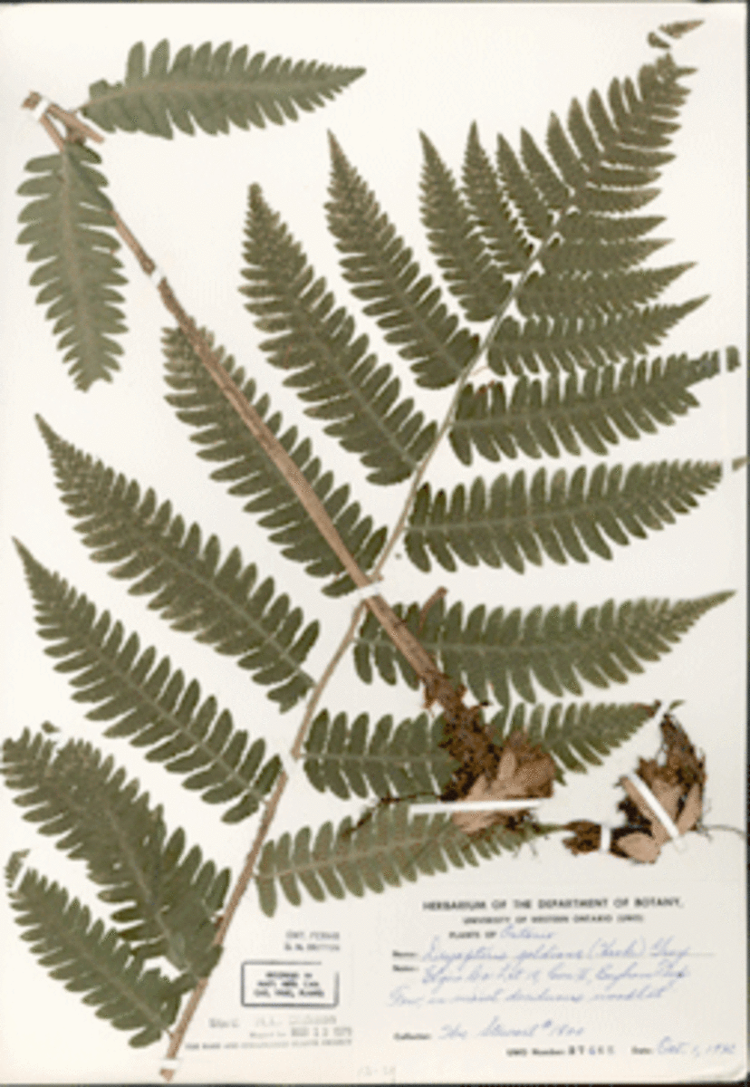 10 Largest Herbaria in The World HubPages