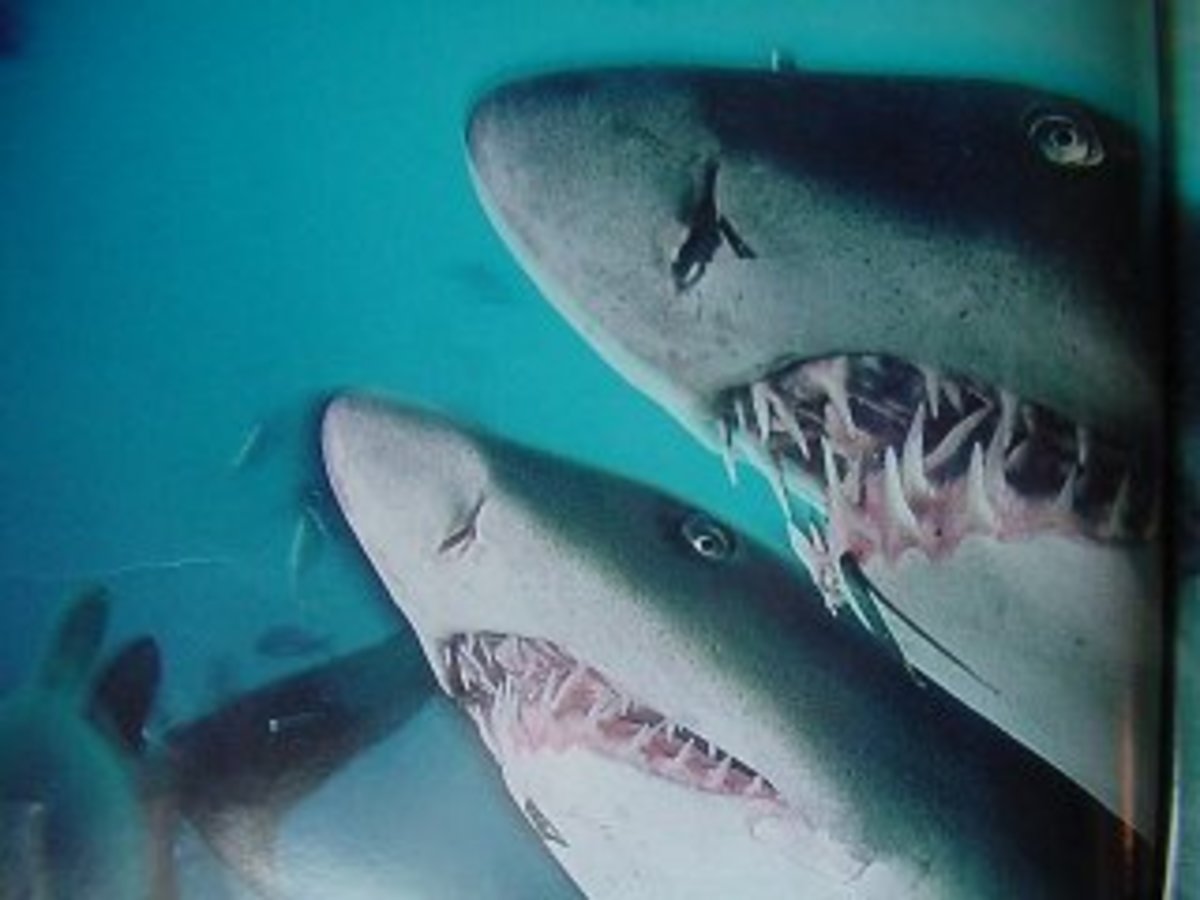 Types of Sharks in the Red Sea | HubPages