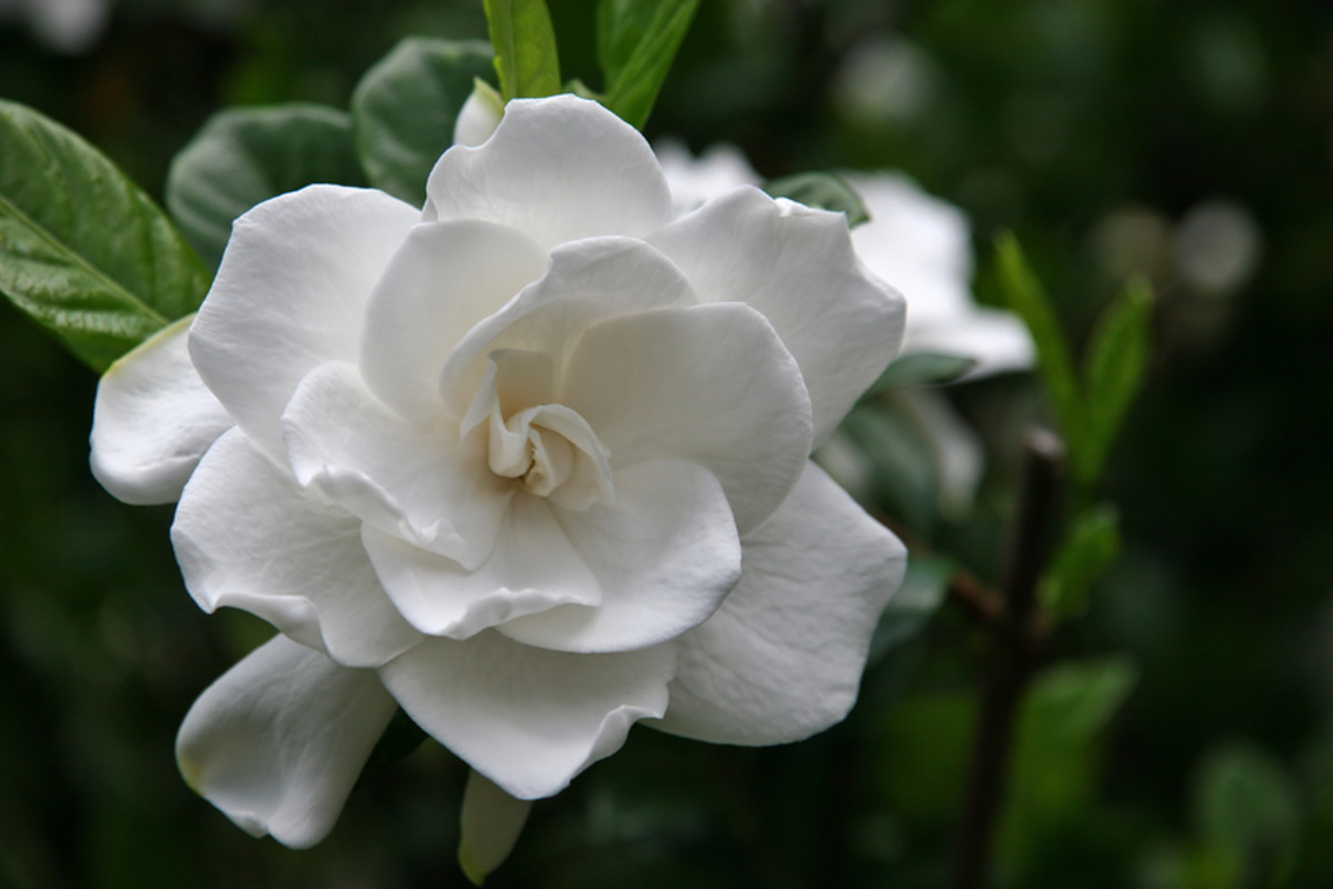 Gardenia Problems Dengarden