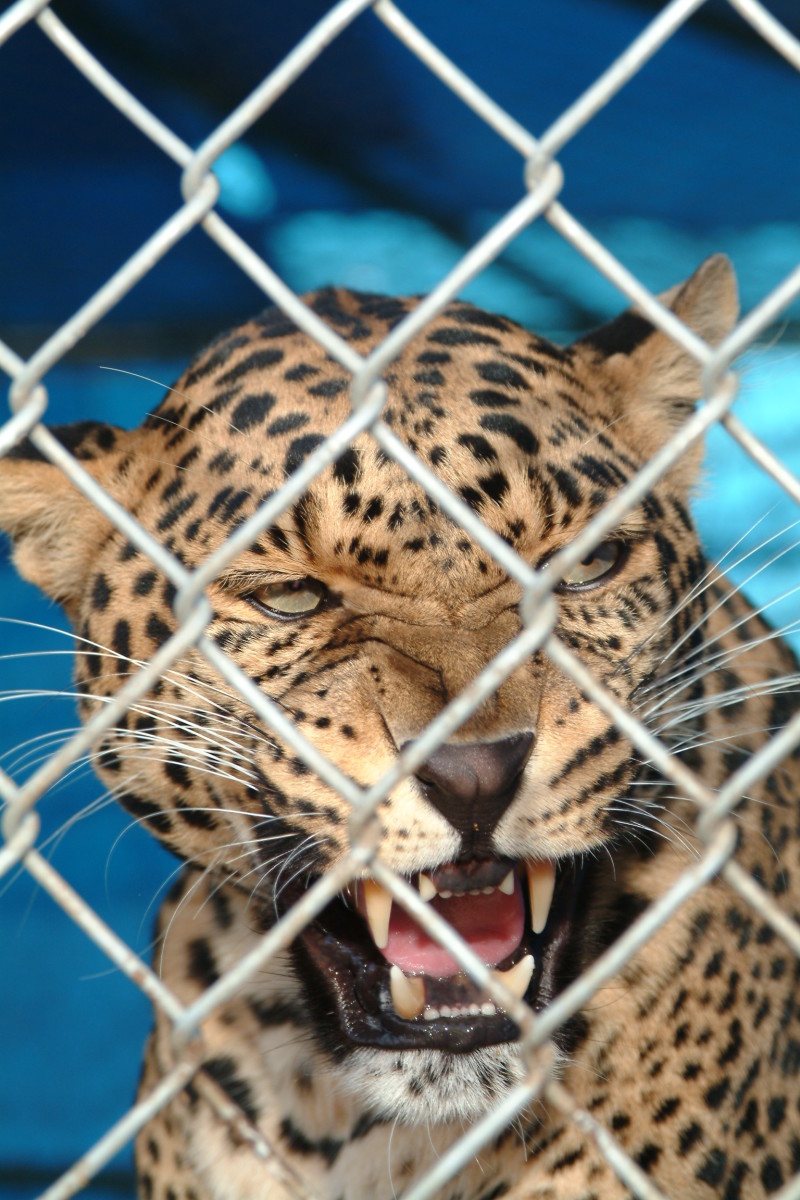 Top 10 Big Cat Zoos In The U.S.