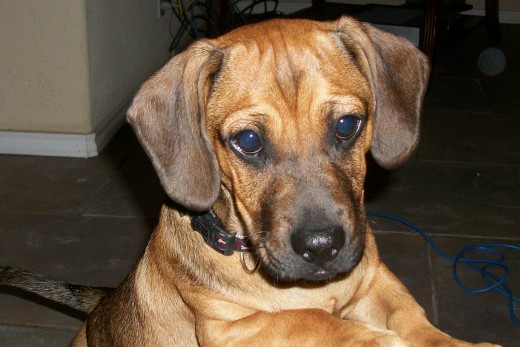 Information on PugDachshund Mix puppies. Daug, Daugs