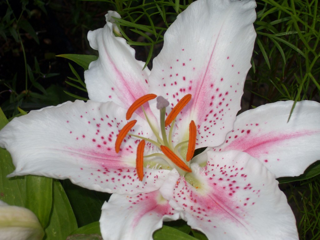 How to grow Regal lilies