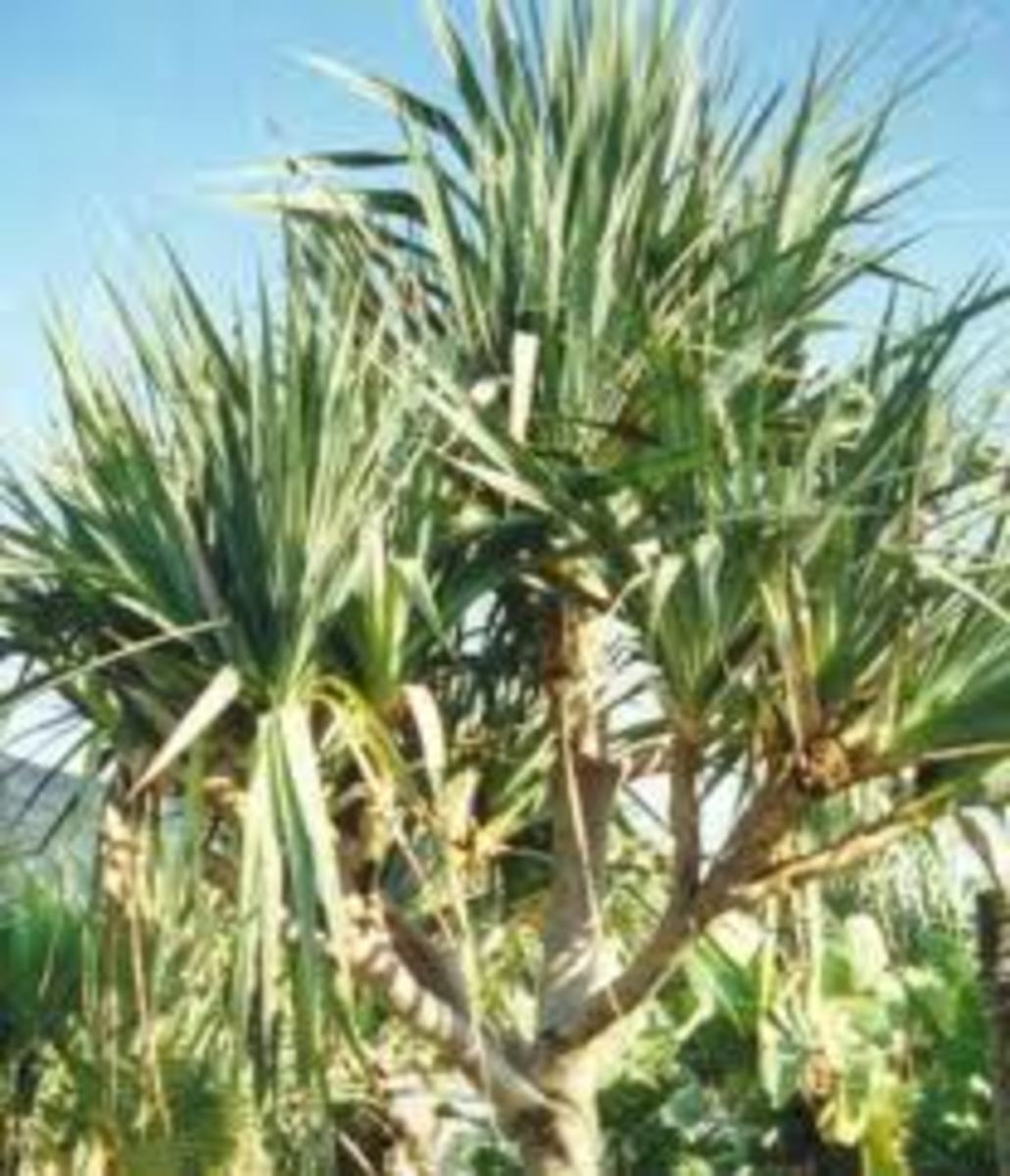 Indoor Trees That Are Hardy and Tough To Kill HubPages
