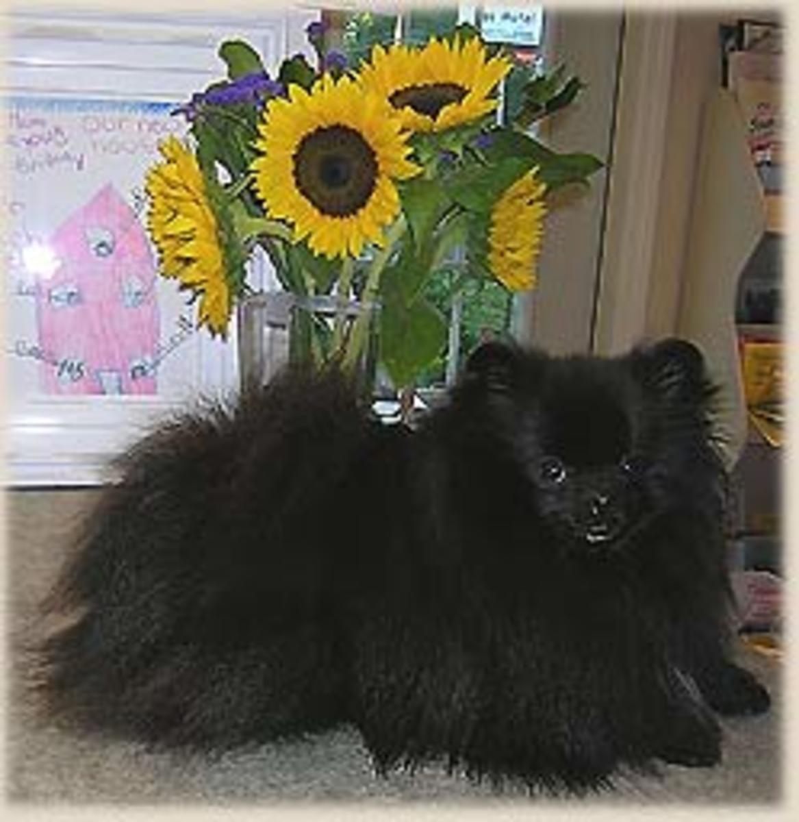 The Many Colors of Pomeranians hubpages