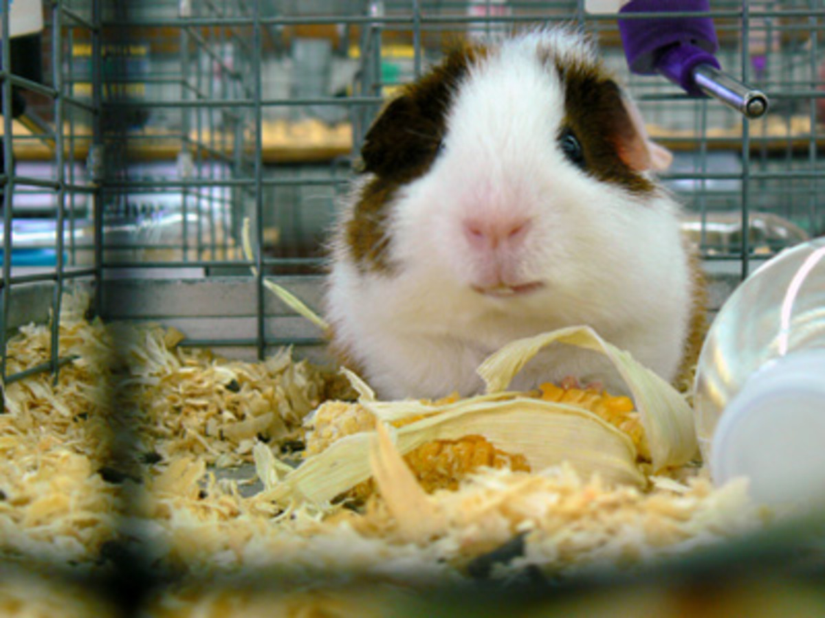 Guinea Pig Care A Beginner's Guide on Caring for a Guinea Pig PetHelpful