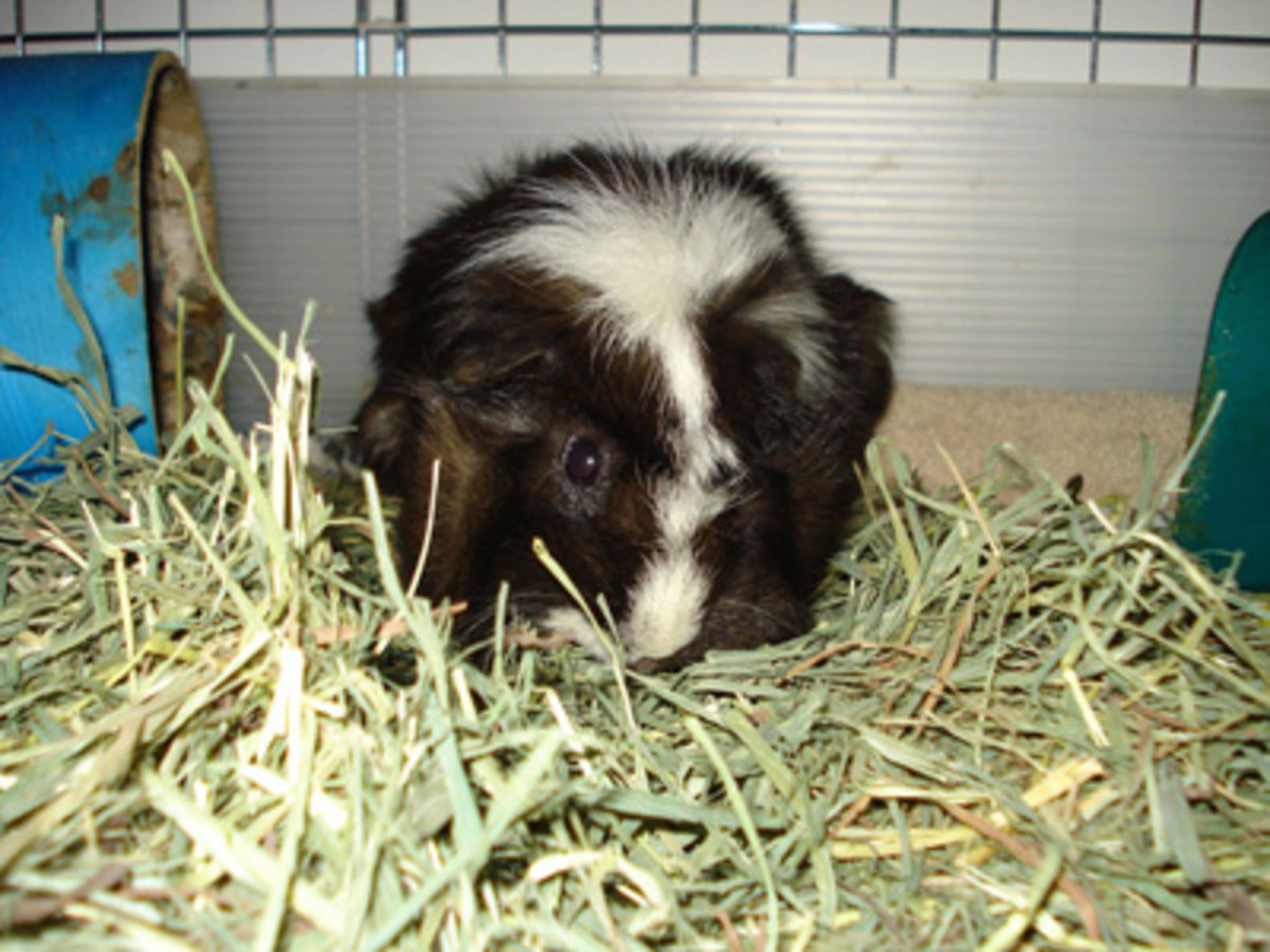 Guinea Pig Care A Beginner's Guide On Caring For A Guinea Pig