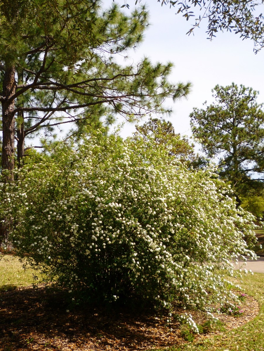 The Flowering Bridal Wreath or Spirea Bush in Garden Landscaping