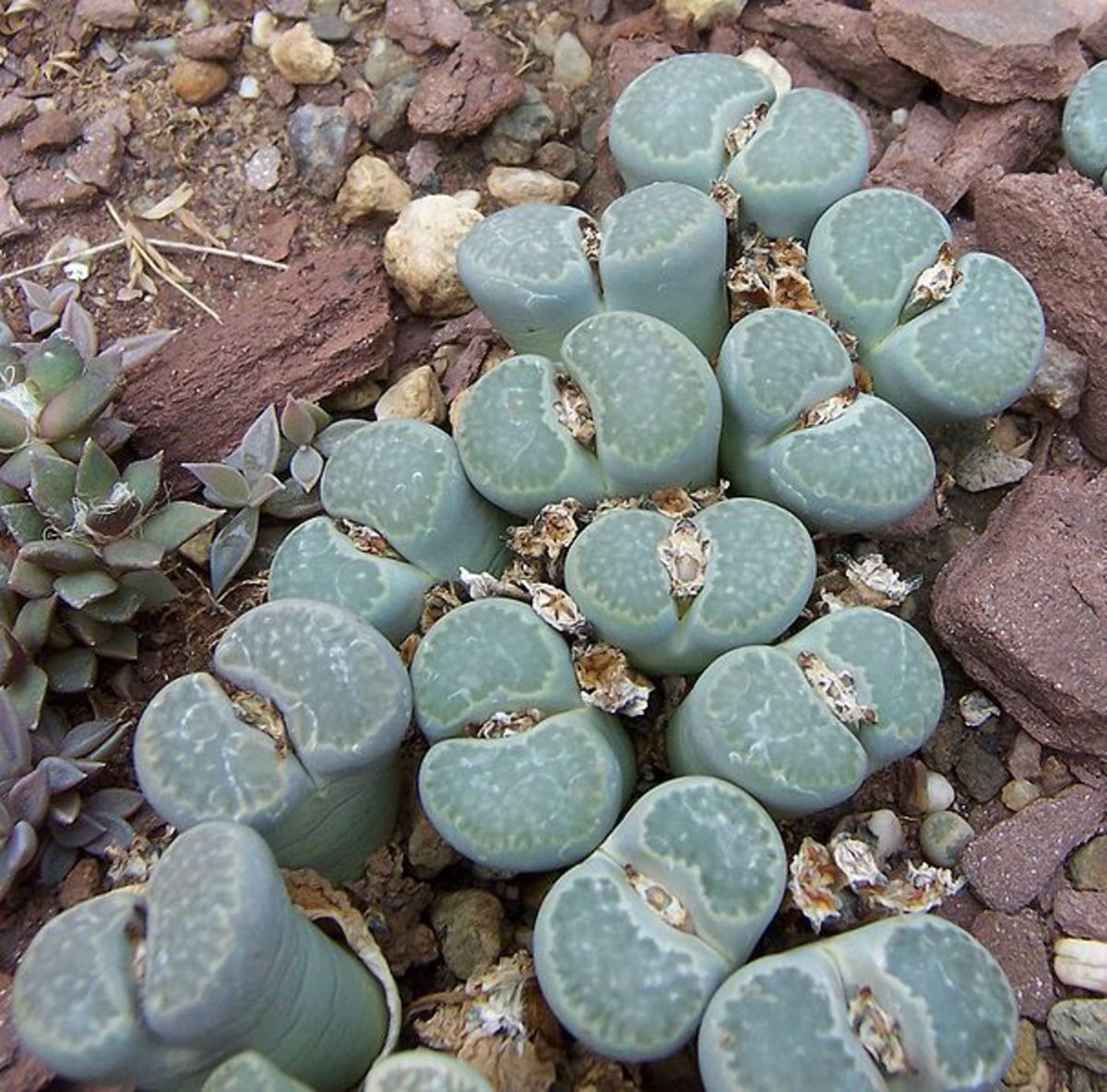 Lithops Living Stones Information & Buy Seeds, Plants Online HubPages
