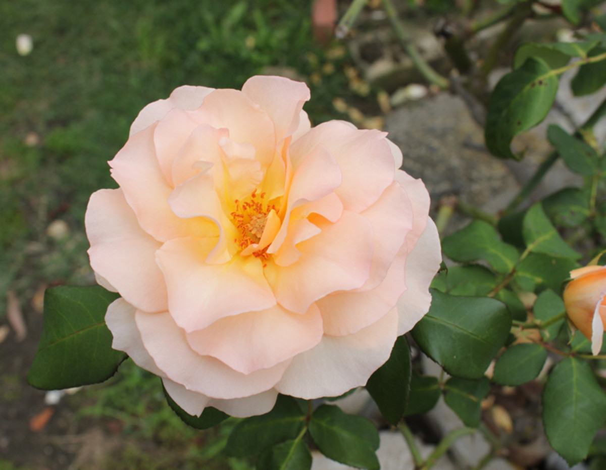 Hybrid Tea Rose Bush My Favorites Are Just Joey, Double Delight, the