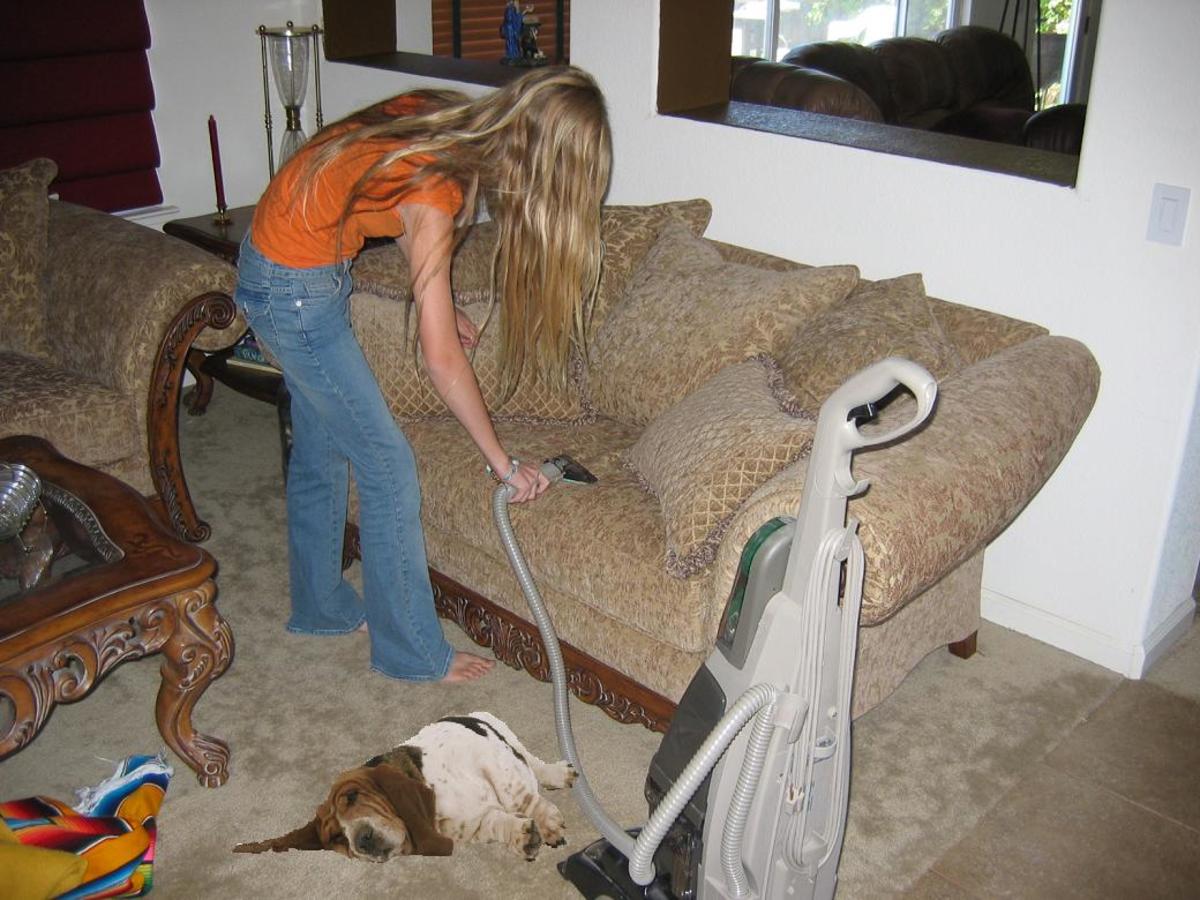 10 Reasons Cats Love Us More Than Dogs HubPages