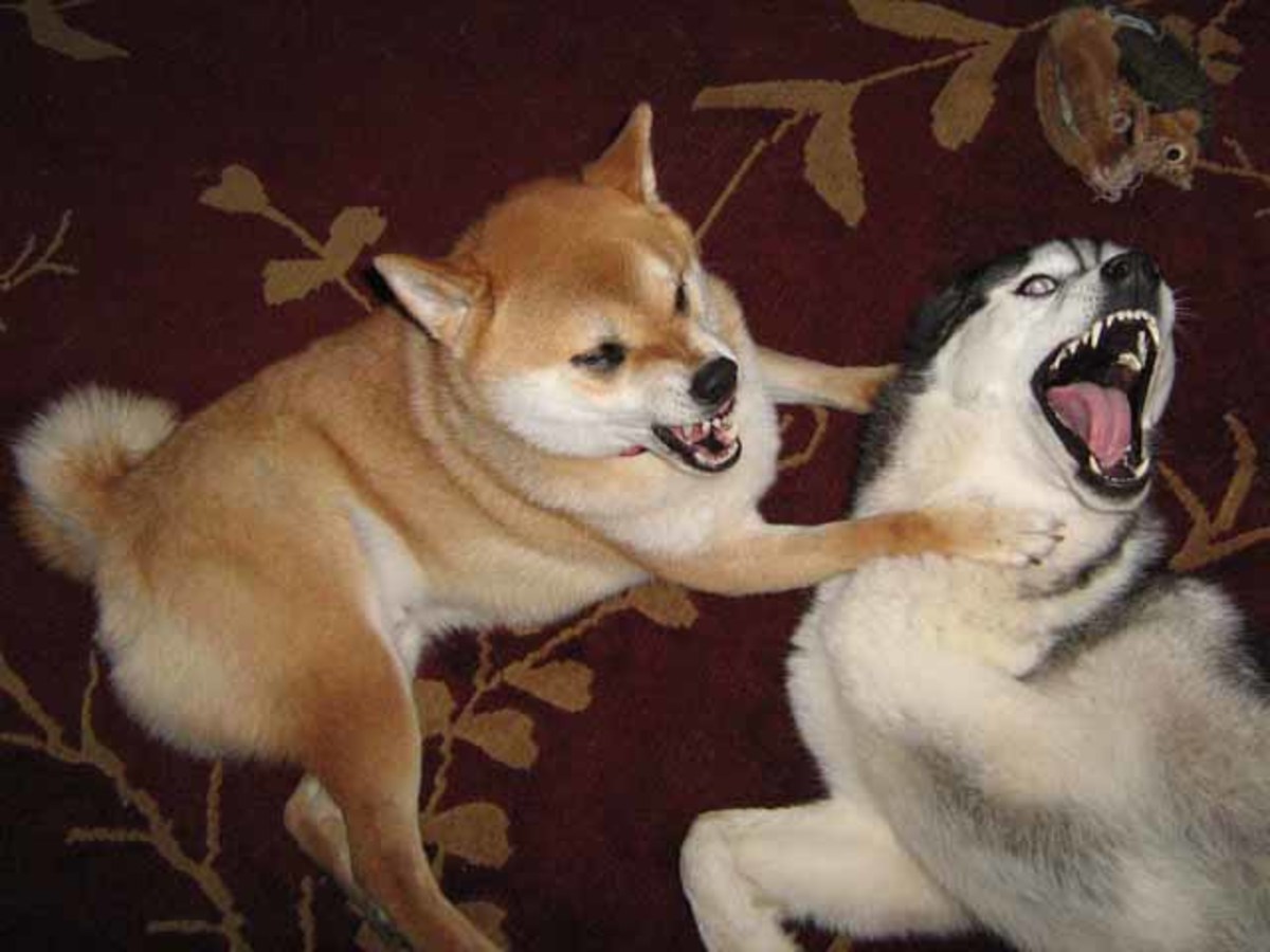 Stop Dog Aggression Toward Other Dogs PetHelpful