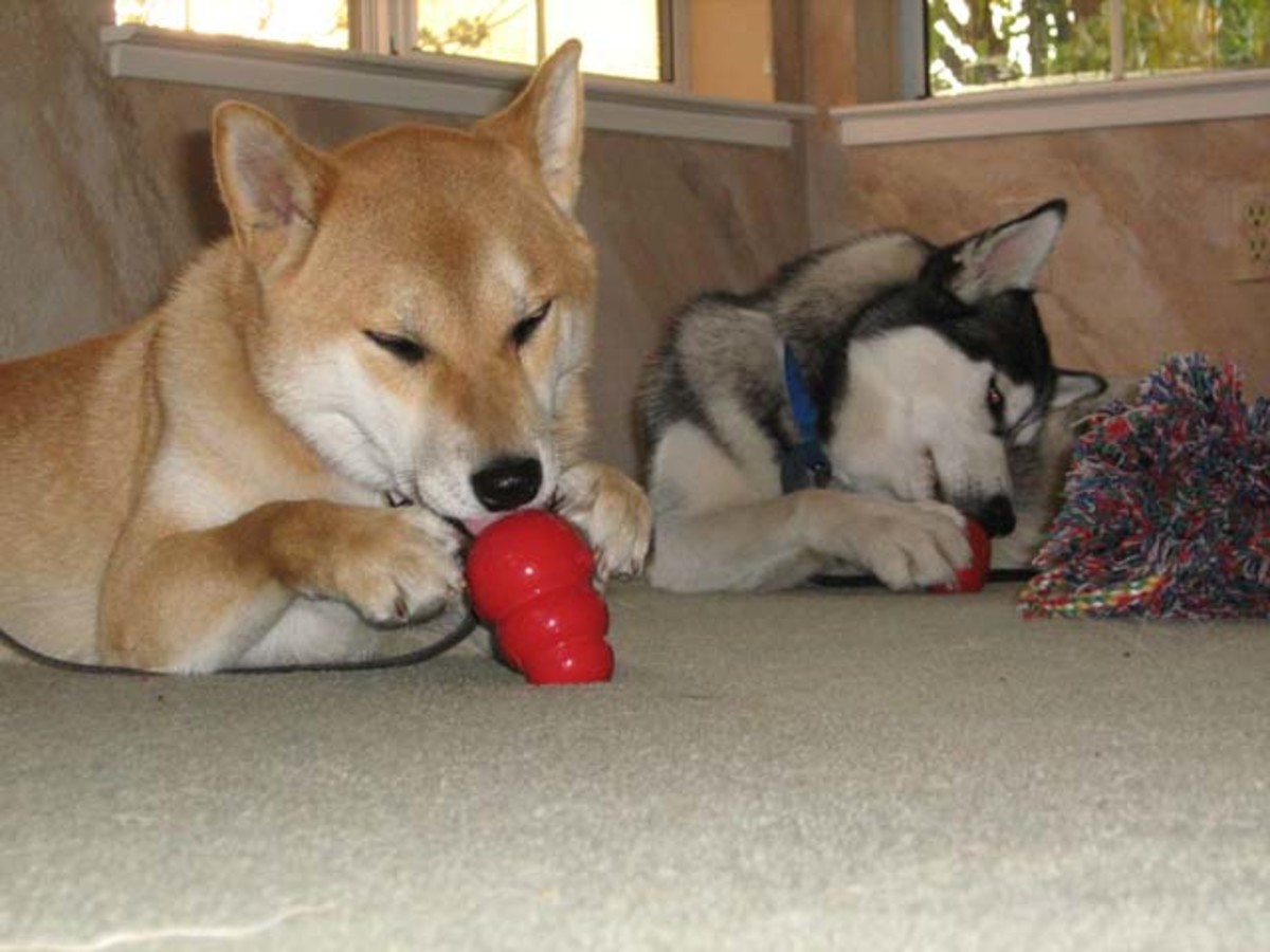 Stop Dog Aggression Toward Other Dogs PetHelpful