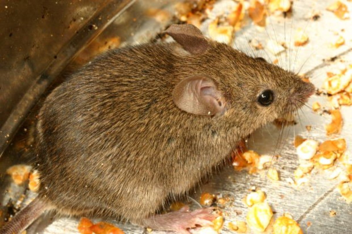 Top 10 Reasons Not to Be Scared of Mice! PetHelpful