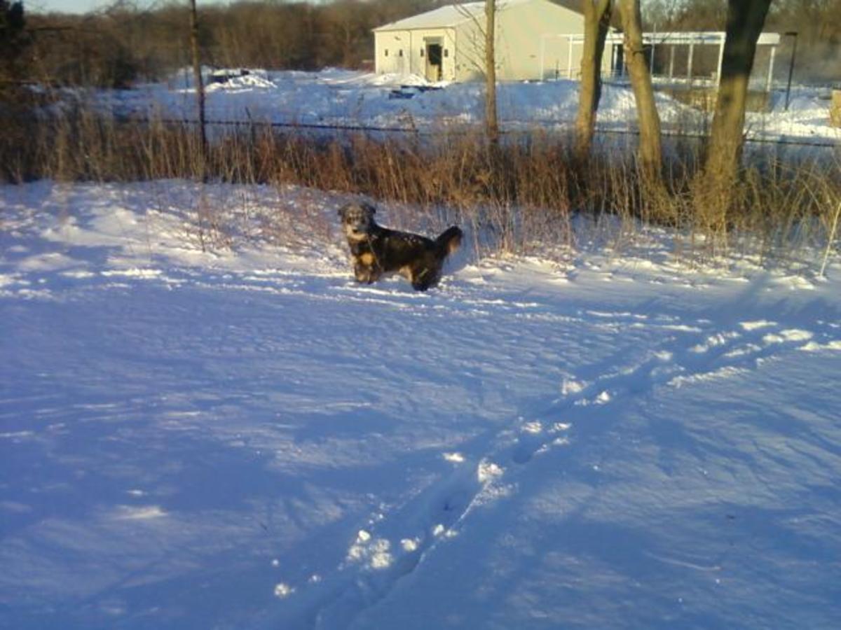 Preventing Snowballs and Ice Balls in Dogs' Foot Pads PetHelpful
