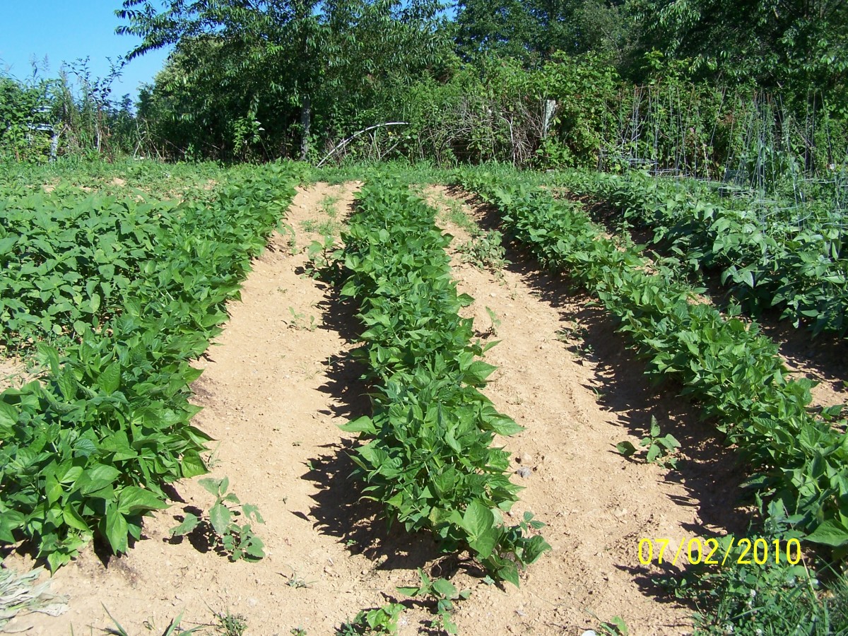 The Gardener's Companion How to plant and grow green beansGrowing