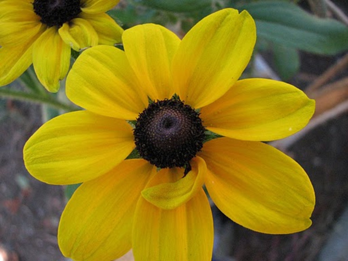 List of State Flowers For ALL 50 States