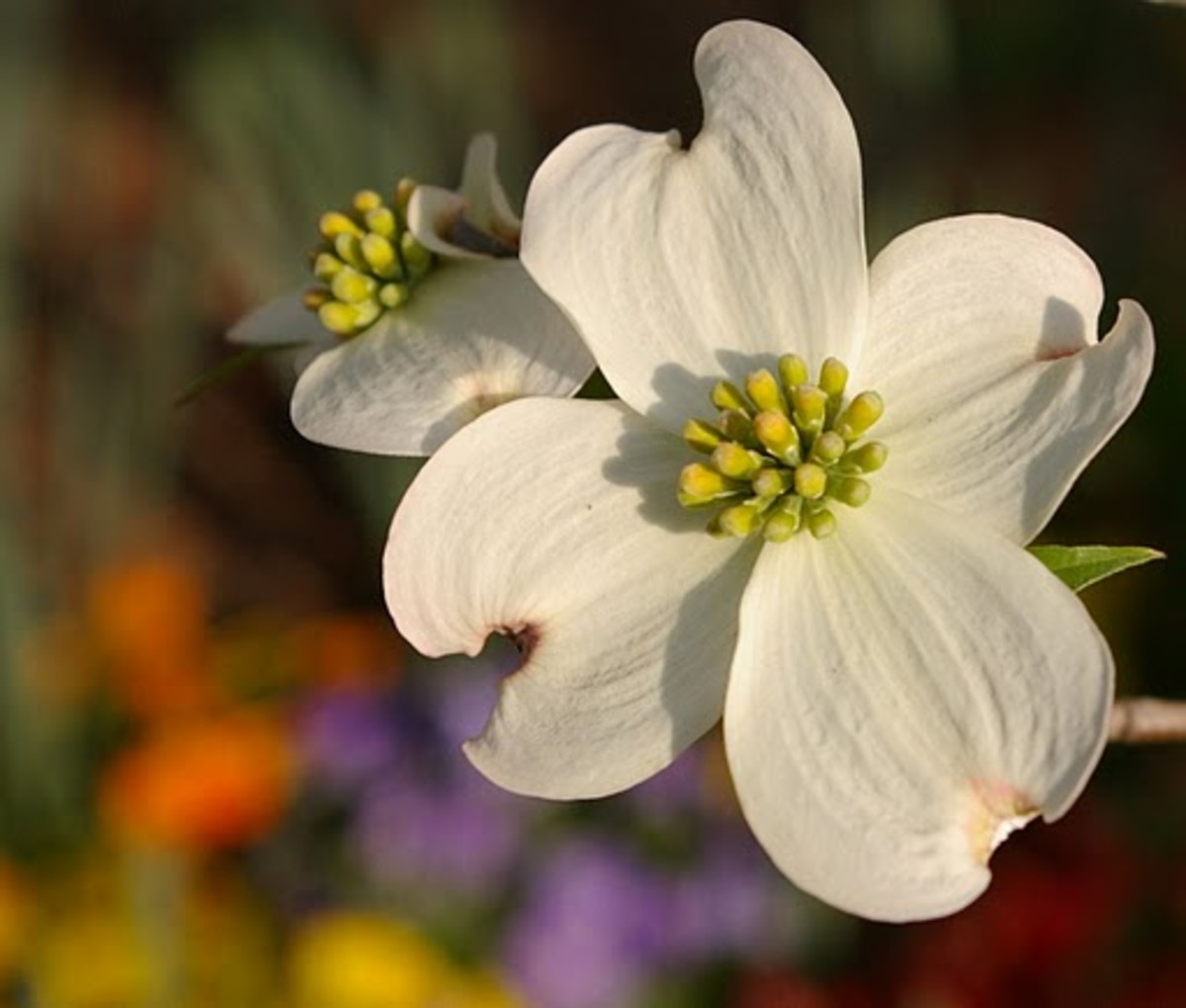 List of State Flowers For ALL 50 States