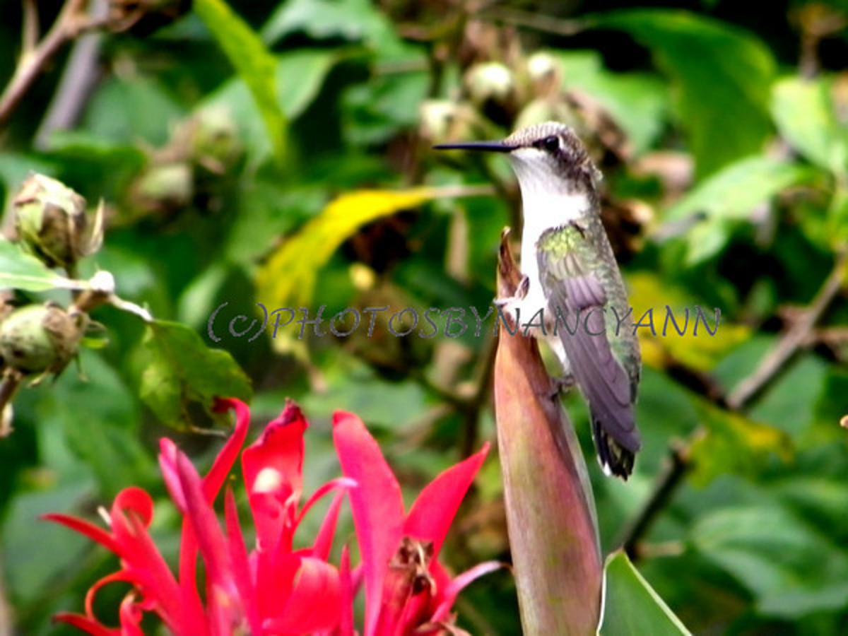 How to Attract Hummingbirds in Your Yard by Planting Canna Lily Lilies