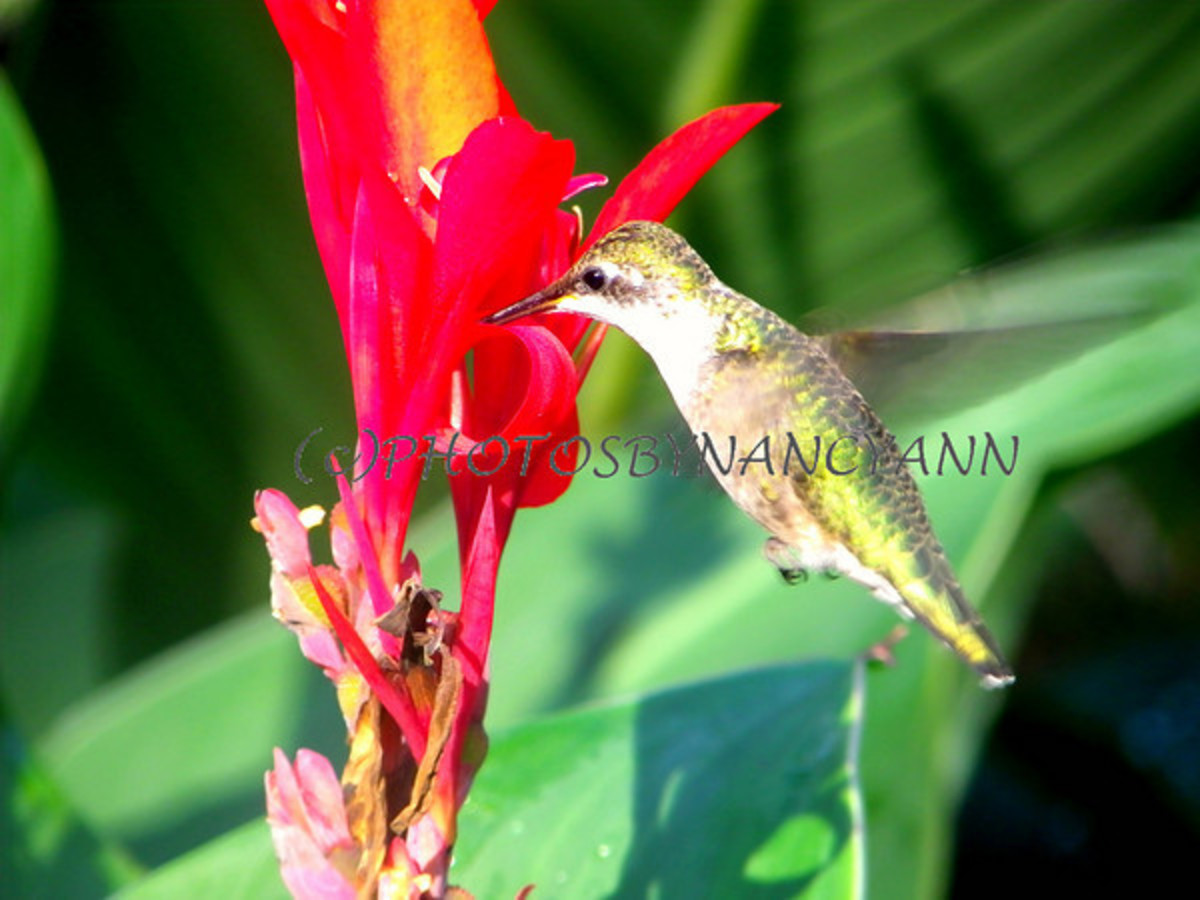 How to Attract Hummingbirds in Your Yard by Planting Canna Lily Lilies