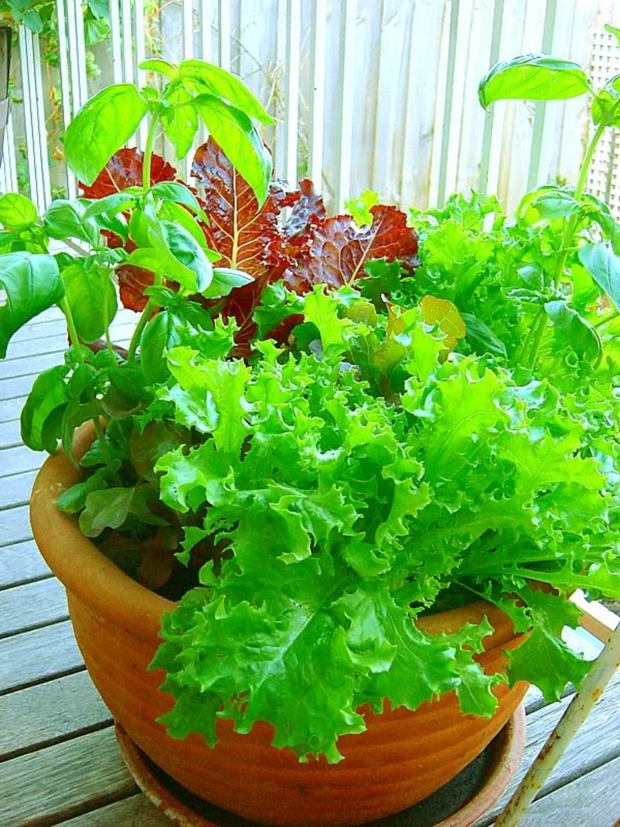 FastGrowing Vegetables for Tabletop Gardens Dengarden