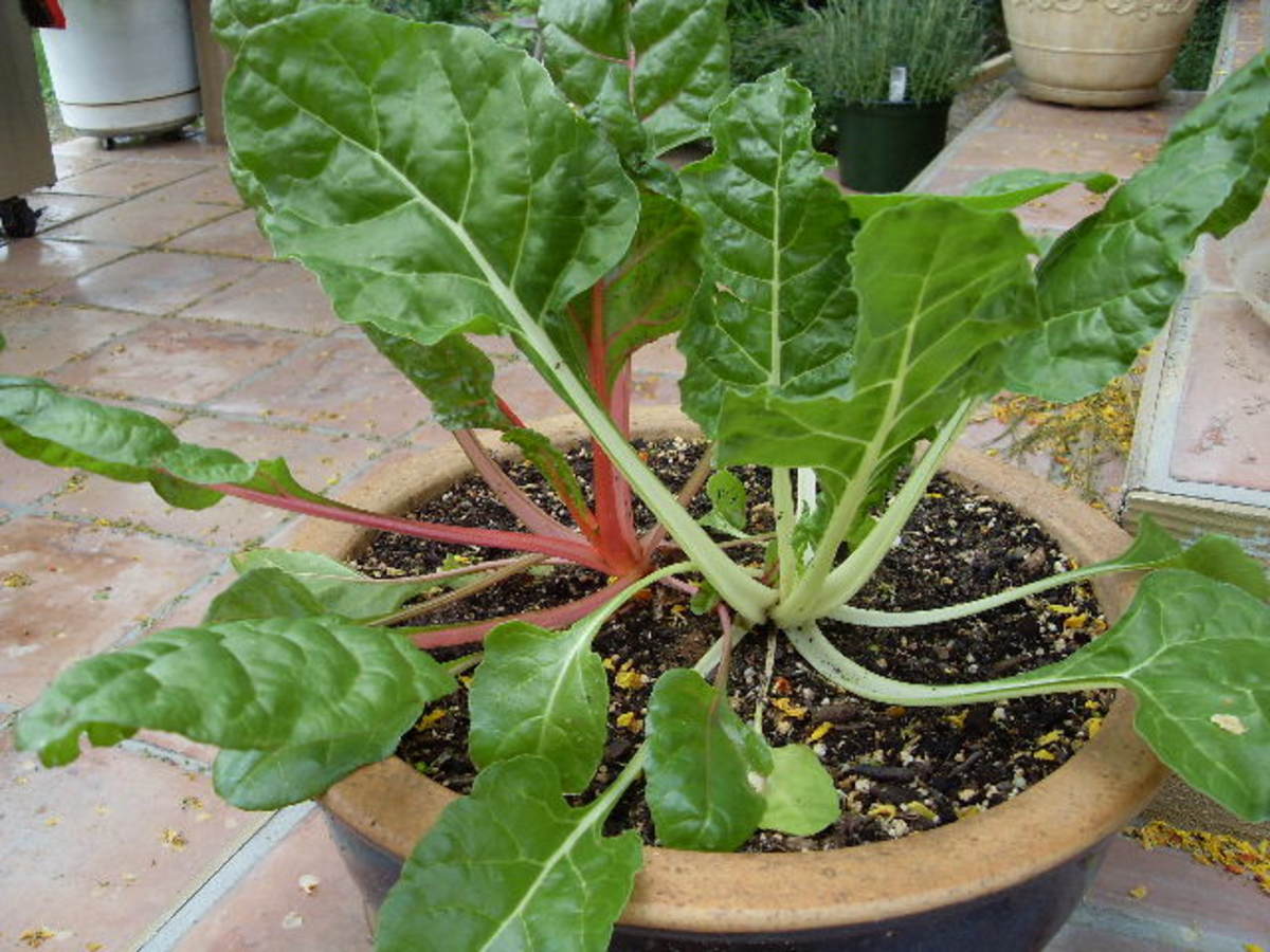 FastGrowing Vegetables for Tabletop Gardens Dengarden