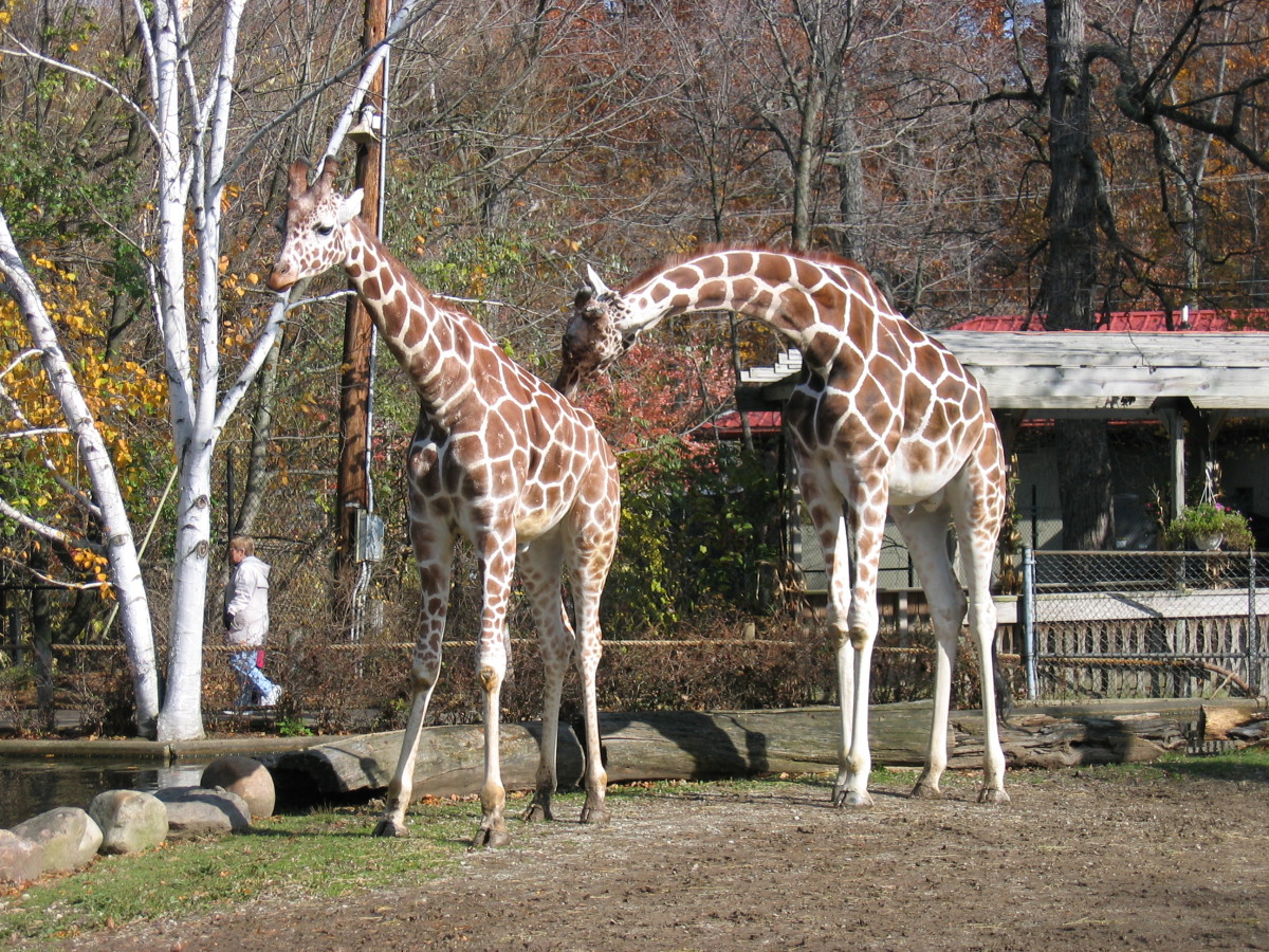 What Sound Does a Giraffe Make? Owlcation