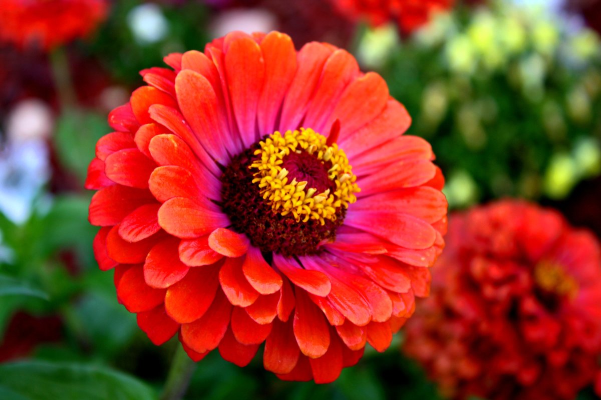 Growing Zinnia Flowers Easy Plants for Your Landscape and Containers
