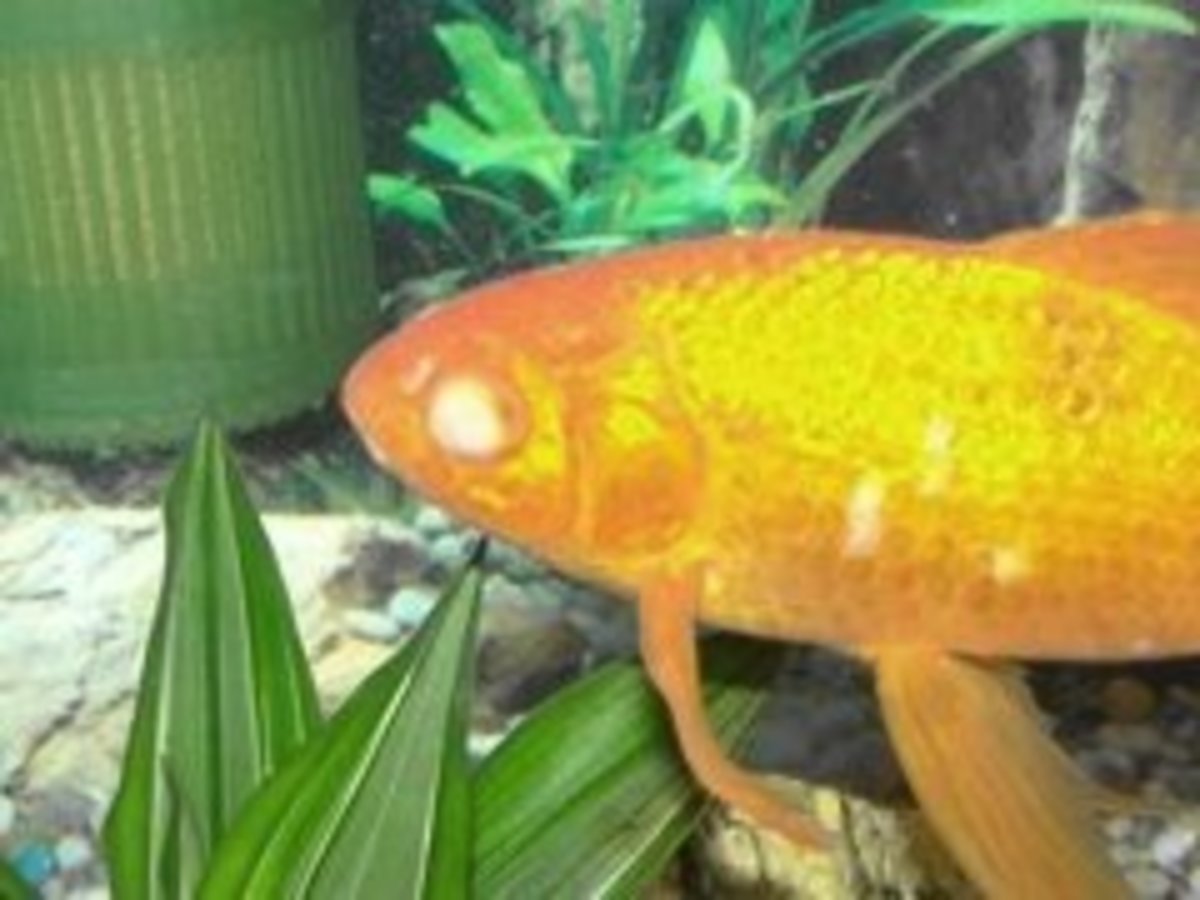 Goldfish Care, Breeds and Goldfish Diseases
