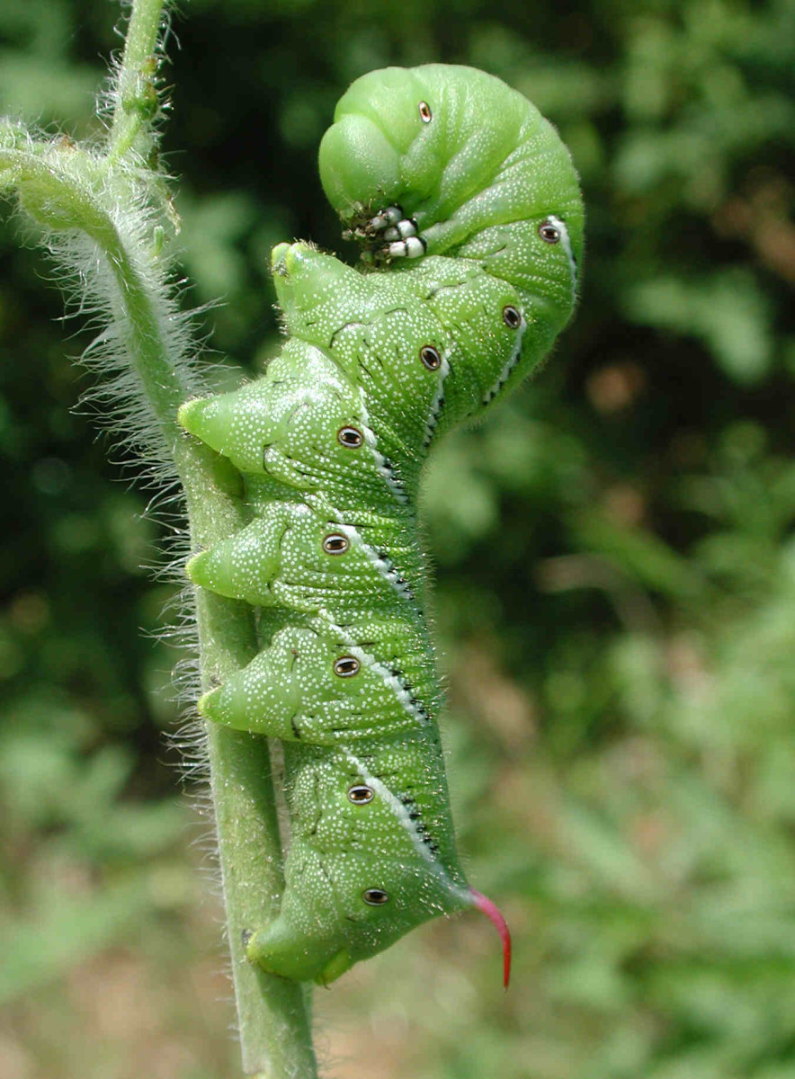 Identifying the Caterpillars Eating Your Tomatoes Dengarden