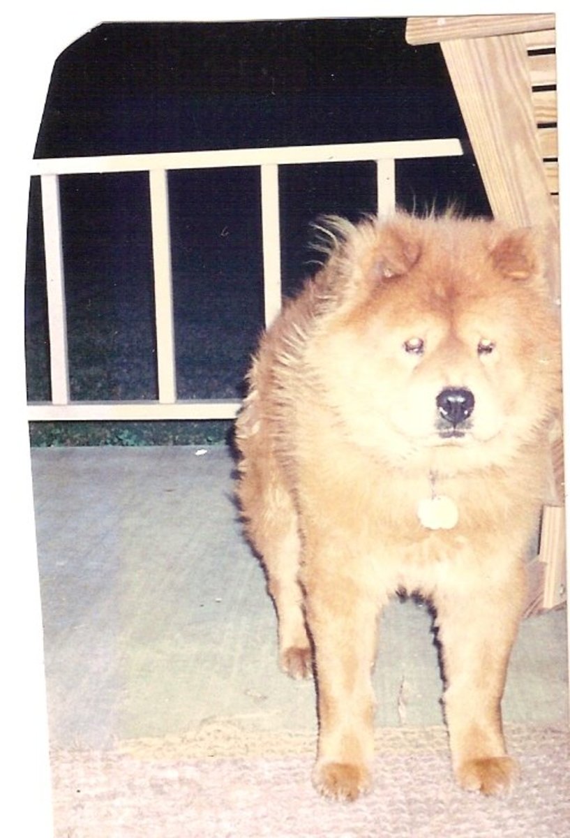 Best MediumSized Guard Dog Breeds PetHelpful