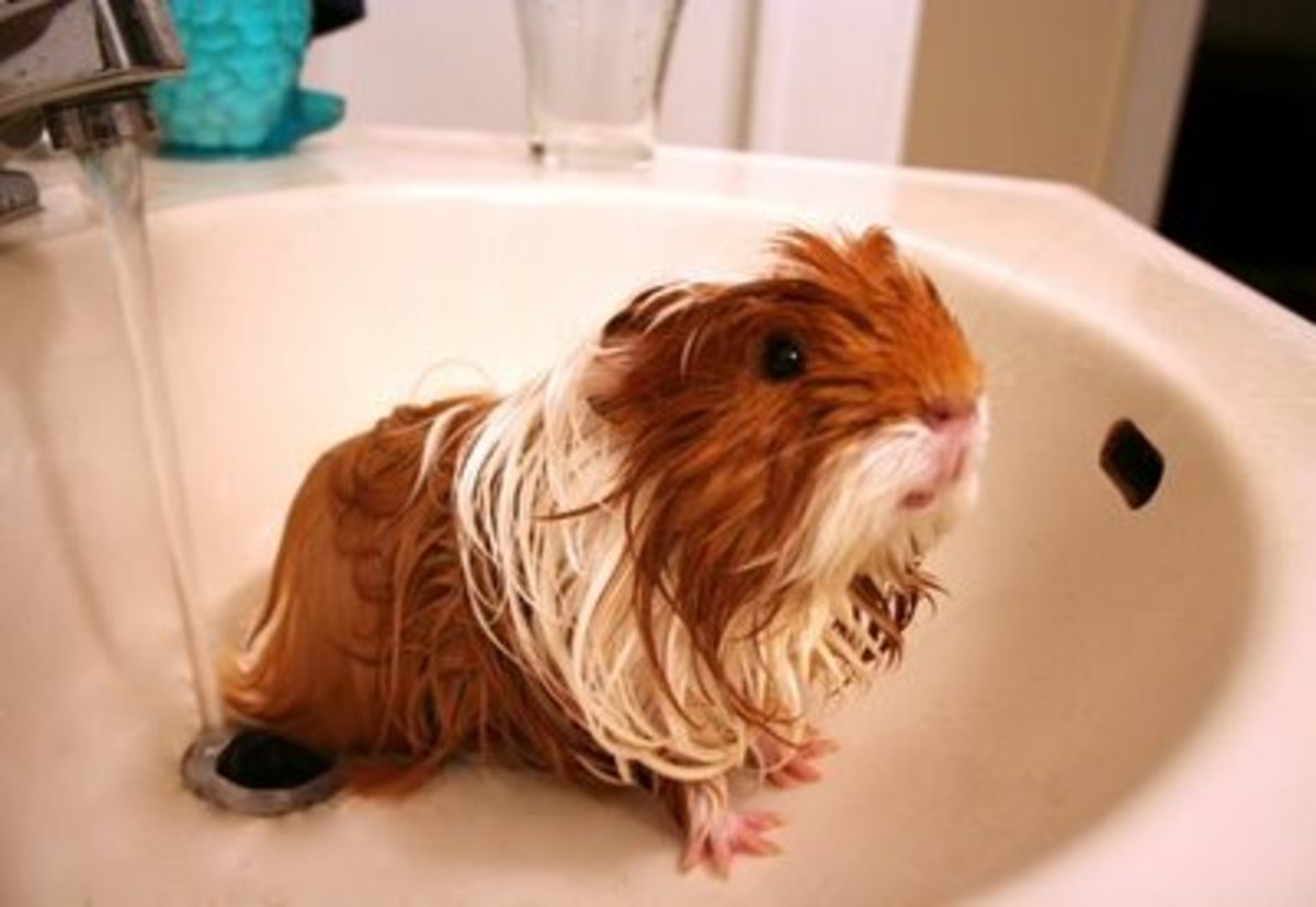 Guinea Pig Sounds and What they Mean HubPages