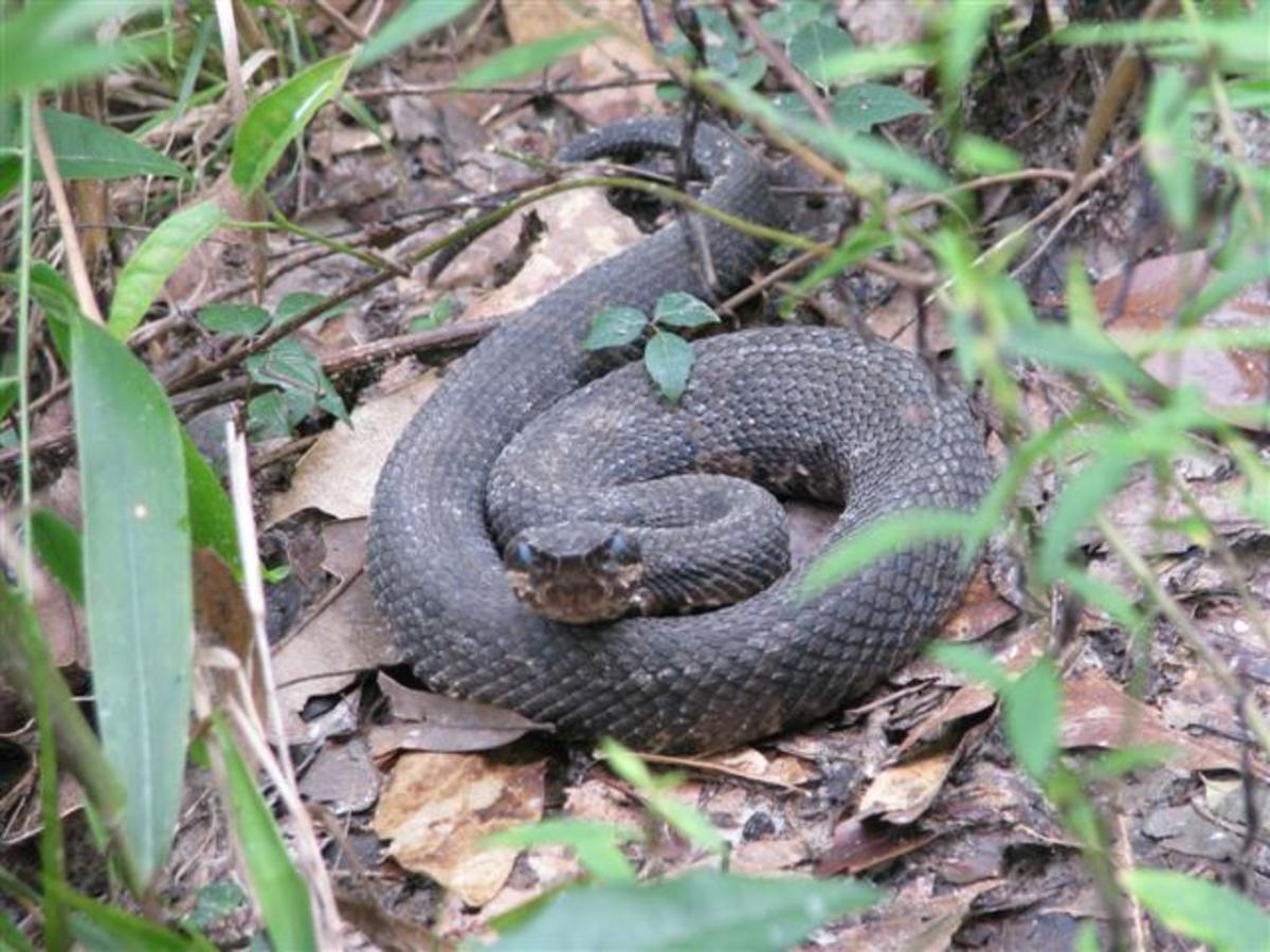 Snake Pictures in Louisiana HubPages