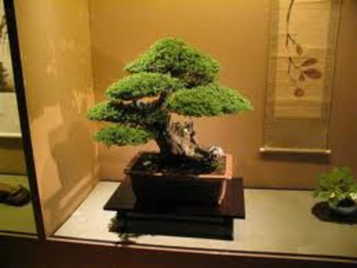 Bonsai Trees For BeginnersGrow Your First Bonsai Tree HubPages