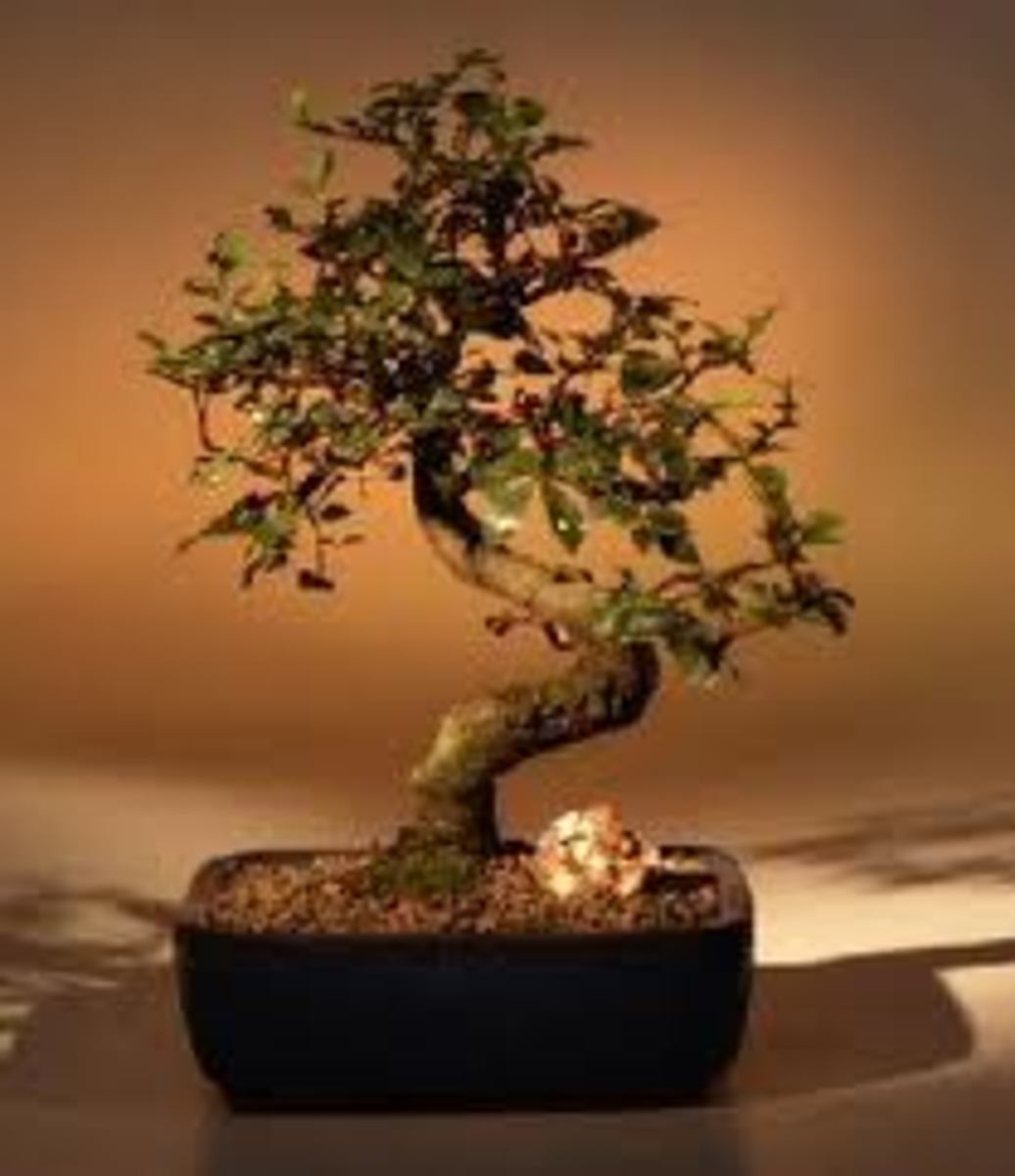 Bonsai Trees For BeginnersGrow Your First Bonsai Tree HubPages