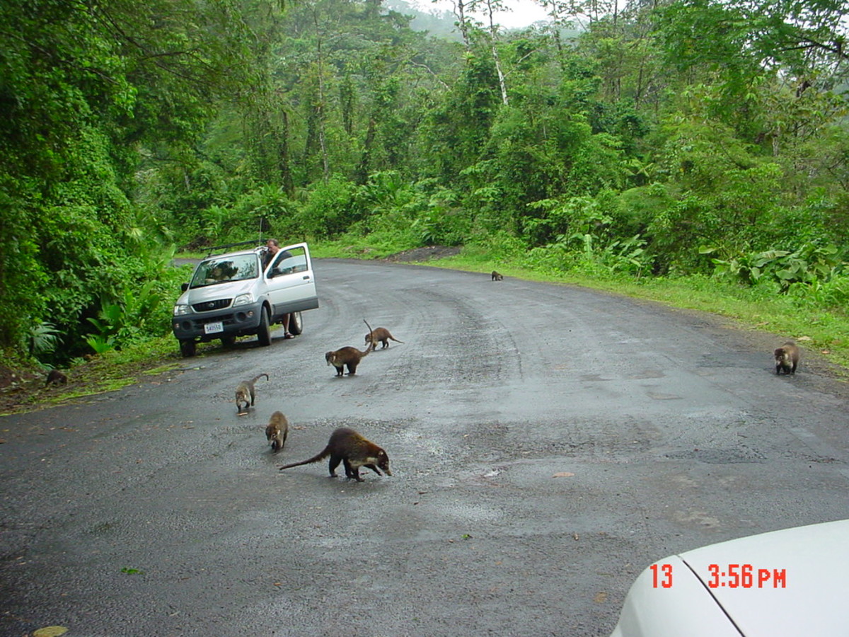 A Small Guide to Visiting Costa Rica Updated, January, 2014 hubpages