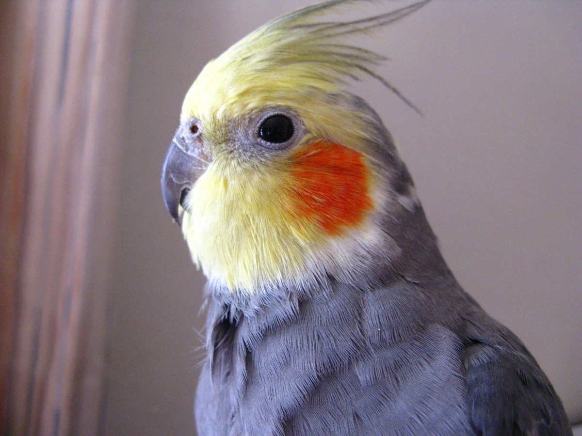 All You Want to Know About Cockatiels as Pets! PetHelpful
