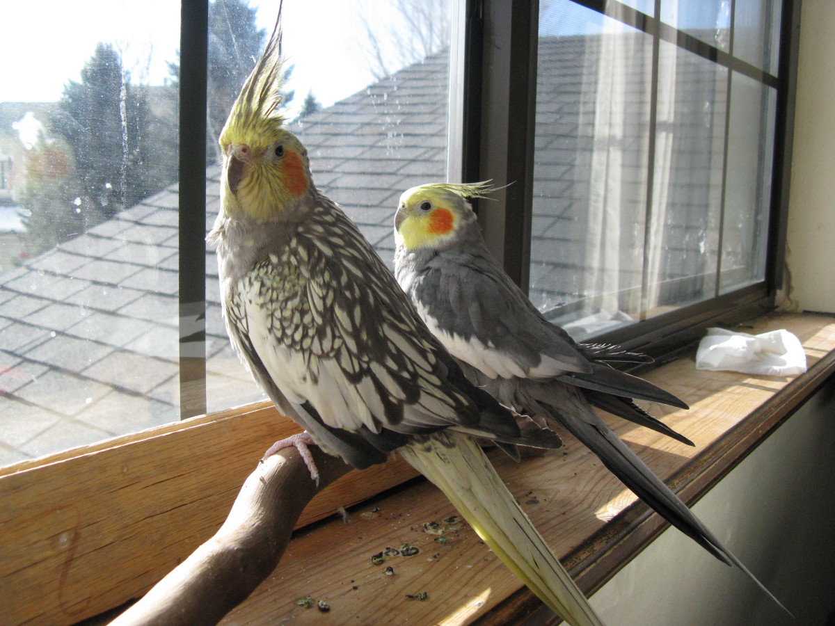 All You Want to Know About Cockatiels as Pets! PetHelpful