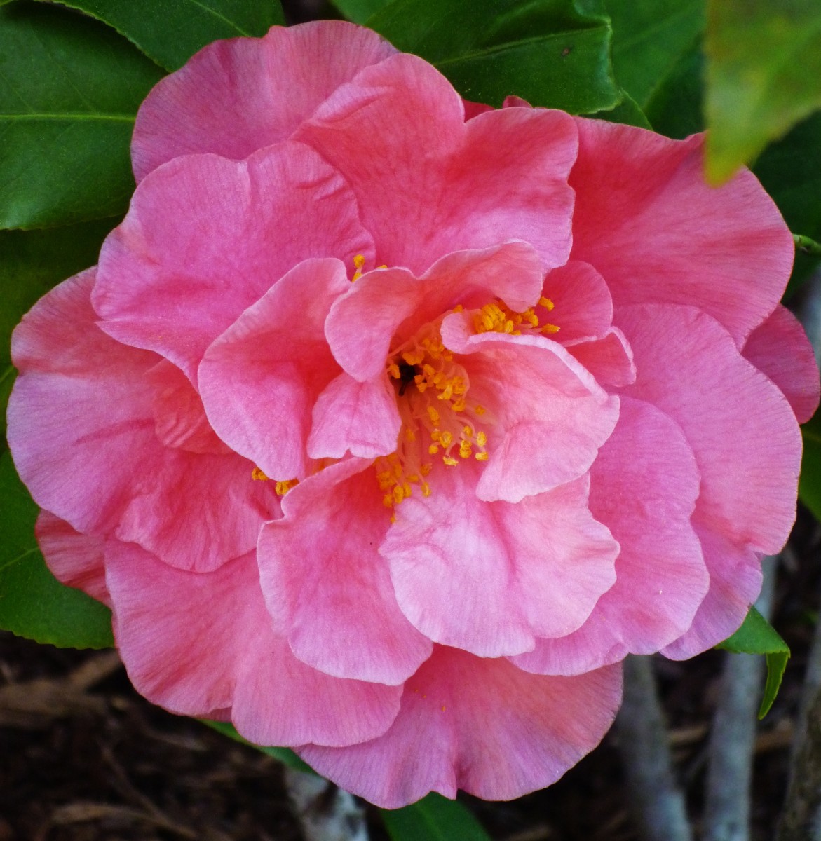 How to Grow and Care for Camellia Bushes in Outdoor Southern