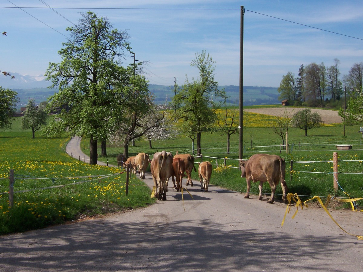 Why Swiss cows wear bells HubPages