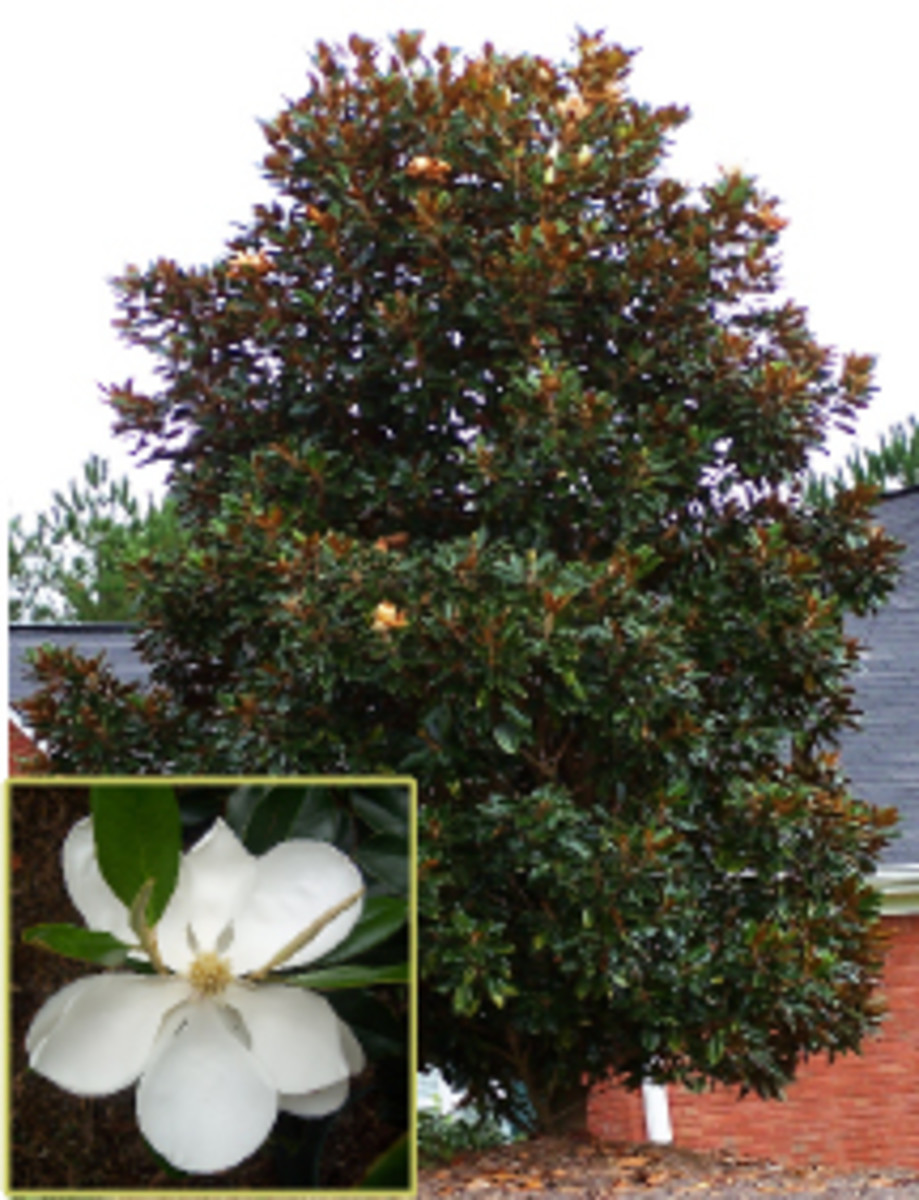 How to Grow the DD Blanchard Magnolia Grandiflora HubPages
