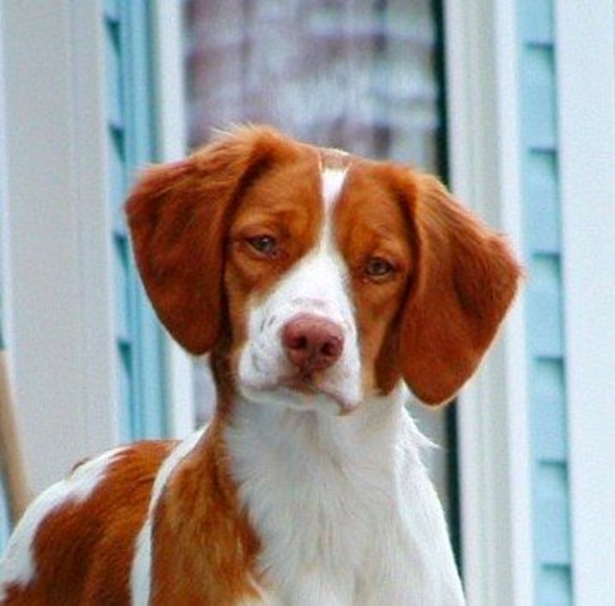 Brittany Dog Breed Facts and Information HubPages