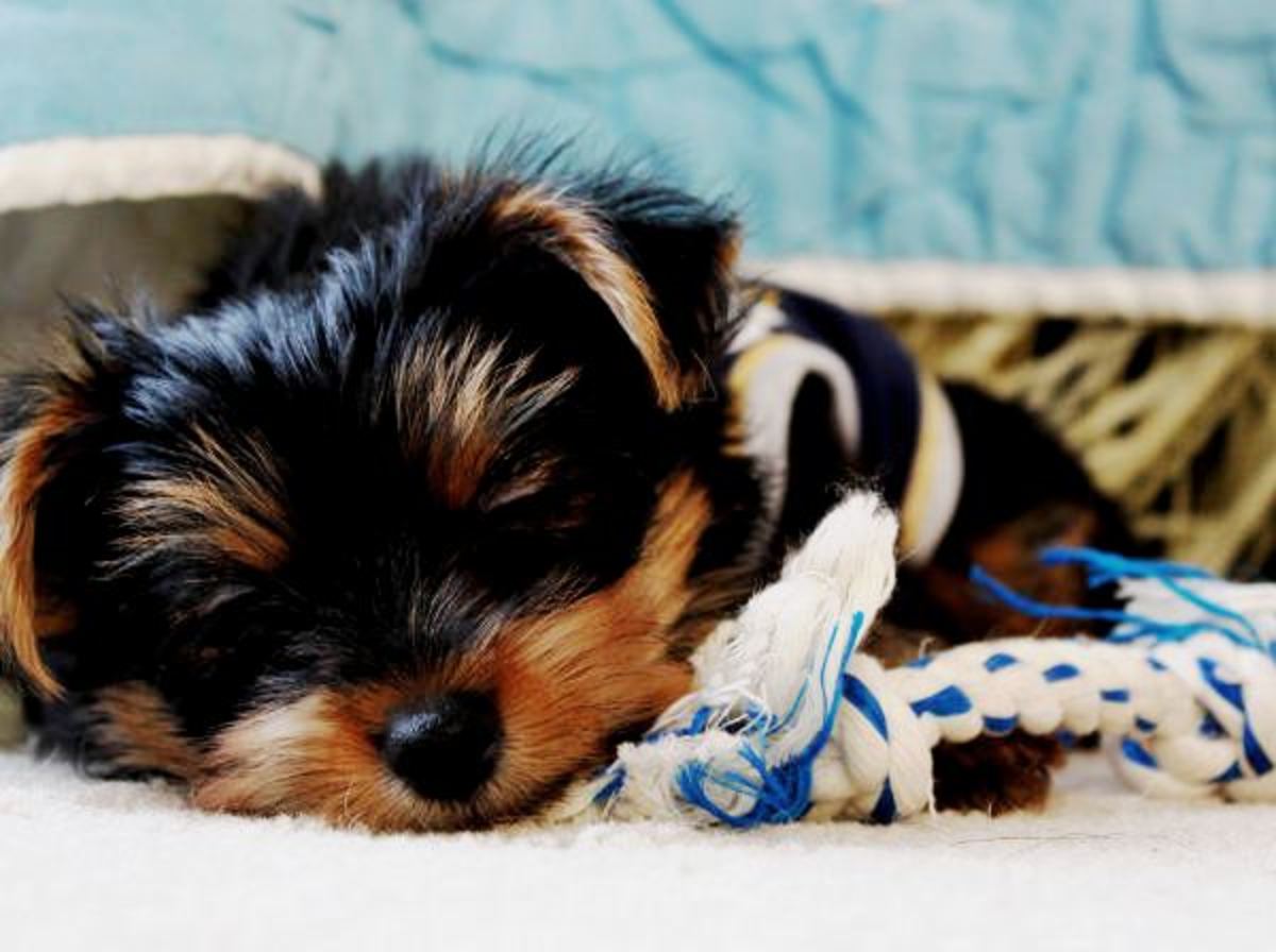 The Top 10 Best Apartment Dogs HubPages