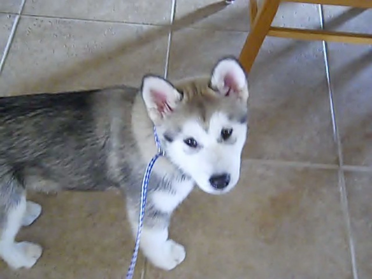 Teaching an Alaskan Malamute the Sit and Down Commands