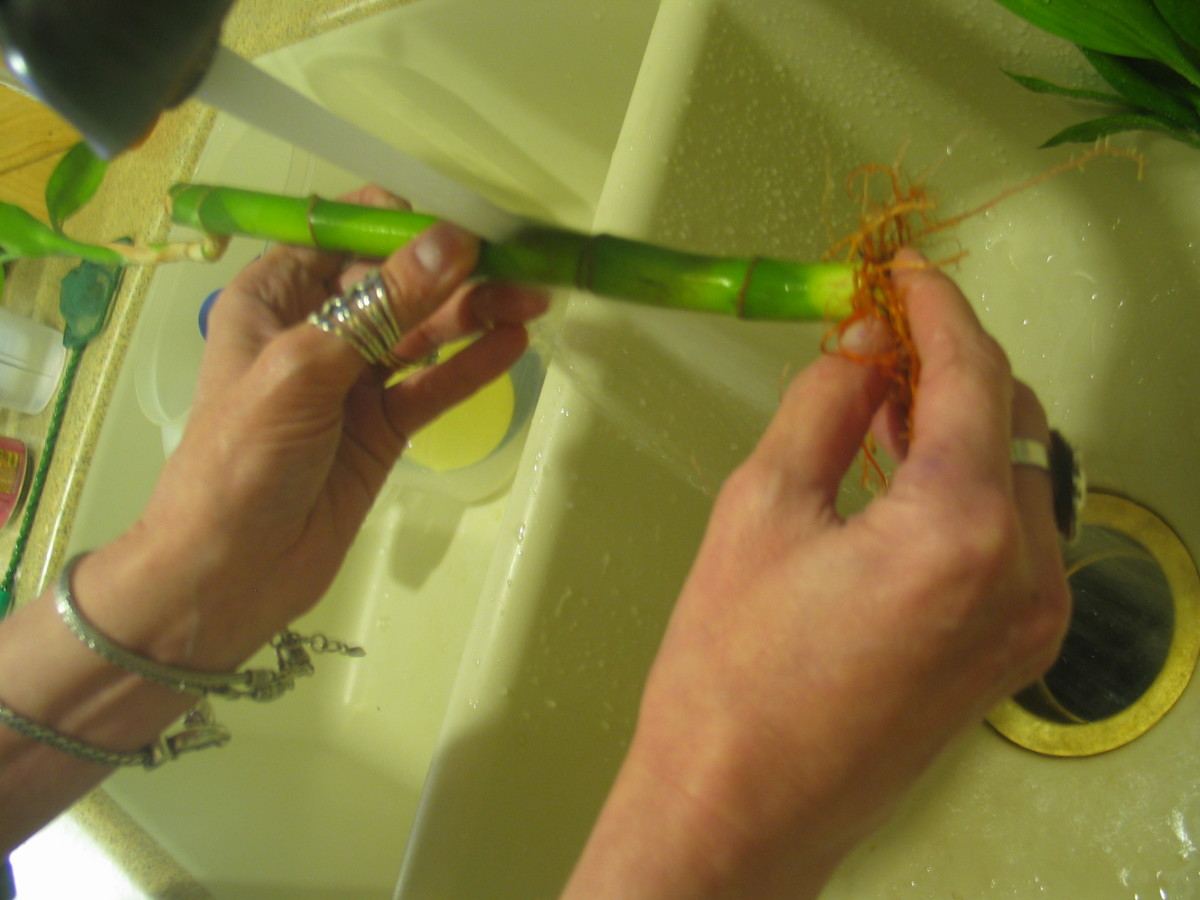 Beta or Betta Fish and Bamboo Living Together PetHelpful