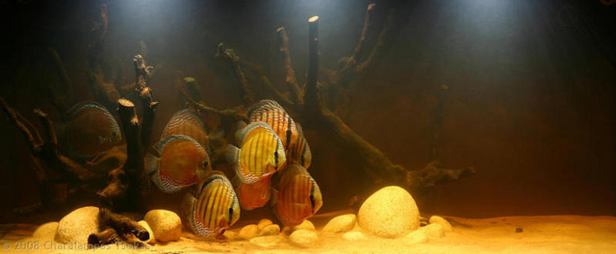 Fish Care Neon Tetras and Cardinal Tetras PetHelpful