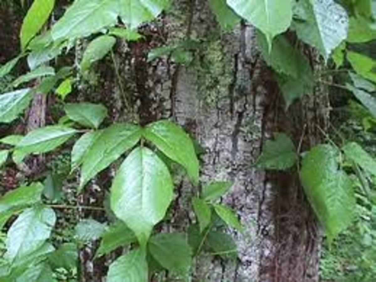 Poison Ivy Rash Heals More With A Day at the Swimming Pool HubPages